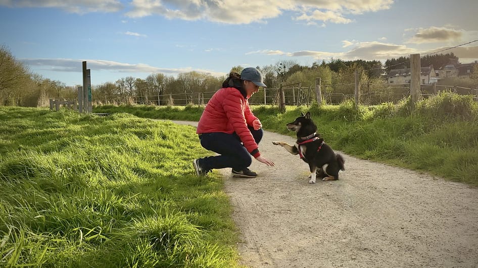 Coach et éducateur canin à Angers et Montreuil-sur-Maine