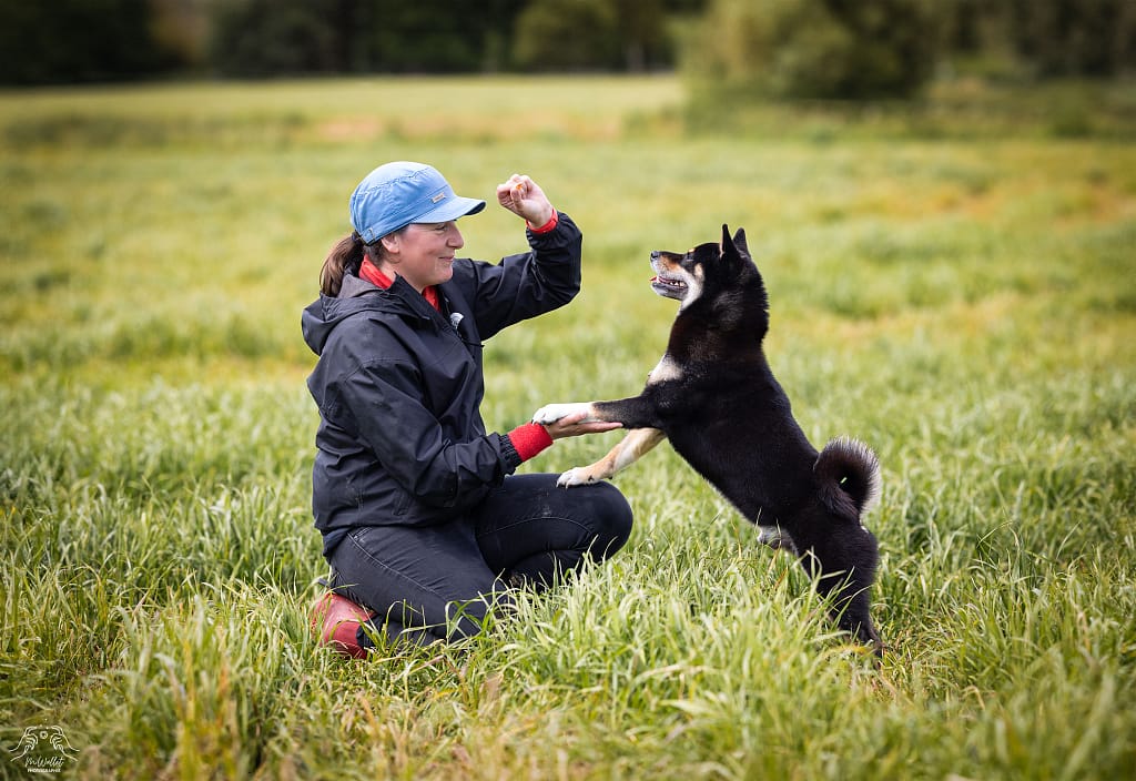 Coach et éducateur canin à Angers et Montreuil-sur-Maine